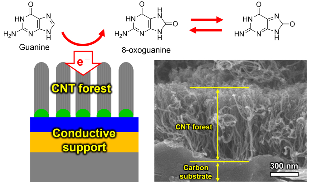Electrochemical guanine sensing with dense carbon nanotube forests