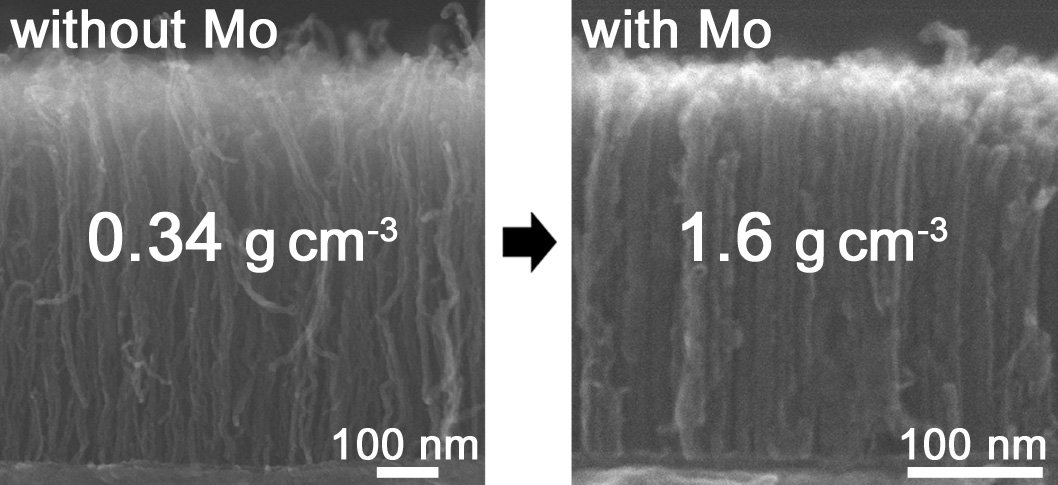 Carbon nanotube forest grown at 450 °C on conductive supports with the highest mass density (1.6 g cm<sup>-3</sup>) 