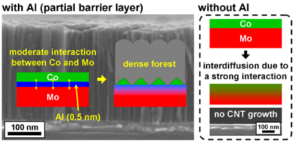 A novel catalyst design with a partial barrier layer for the growth of dense CNT forests